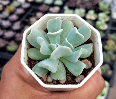 Echeveria rungonii/กุหลาบหิน /ไม้อวบน้ำ/กระถางสองนิ้วส่งทั้งกระถาง