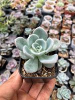 Echeveria Orpet ไม้อวบนำ้ น่ารักๆ กระถาง 2 นิ้ว