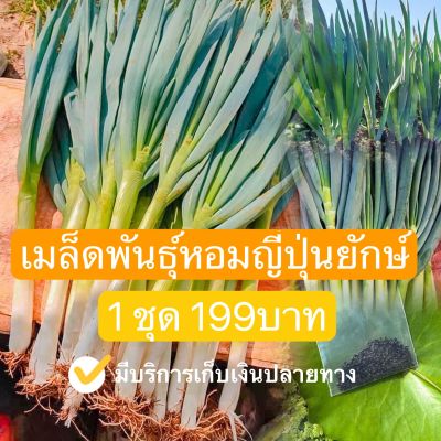 เมล็ดพันธุ์ต้นหอม(ญี่ปุ่นยักษ์)  1 ชุด บรรจุ500เมล็ด