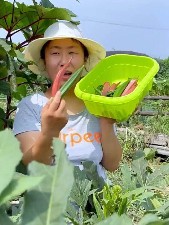 50 Seeds/pack HYBRID OKRA SEEDSOKRA VEGETABLE SEEDS/Smooth Green