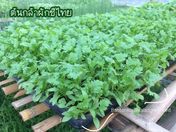 ต้นกล้าผักชีไทยต้นละ7บาท-สั่งขั้นต่ำ5ต้น-พร้อมปลูก-ไม่พรีออเดอร์