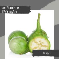 เมล็ดผักมะเขือเปราะ เมล็ดพันธุ์ผัก เมล็ดผักสวนครัว