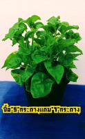 วอเตอร์เครส (Watercress)​ ผักเพื่อสุขภาพ​ ปลอดสารพิษ..