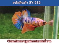 ปลากัดนีโม่ เพศผู้สีสวยเครื่องใหญ่ ขนาด 1.4-1.5นิ้ว