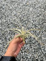 Tillandsia buchlohii