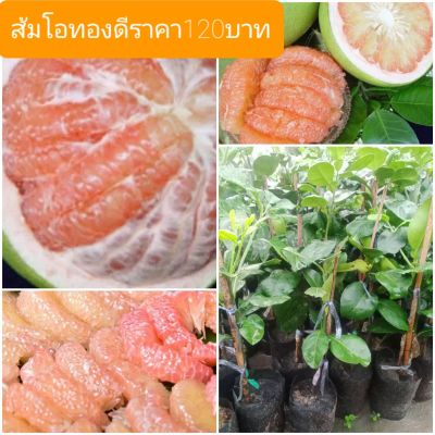 ส้มโอทองดี เป็นส้มโออีกพันธุ์หนึ่ง ที่มีคนรับประทานมาก ด้วยรสชาติที่หวานถูกปาก เนื้อกุ้งฉ่ำน้ำ แต่ไม่เละ ลักษณะของส้มโอทองดี ผลจะใหญ่