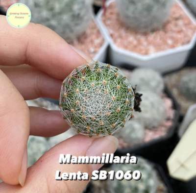 [MAMM15] [ ไม้รหัส ] เลนต้า Mammillaria Lenta SB1060 ไม้เพาะเมล็ด แมมเลนต้า เมล็ดนำเข้า เพาะเลี้ยงในไทย แคคตัส ต้นไม้