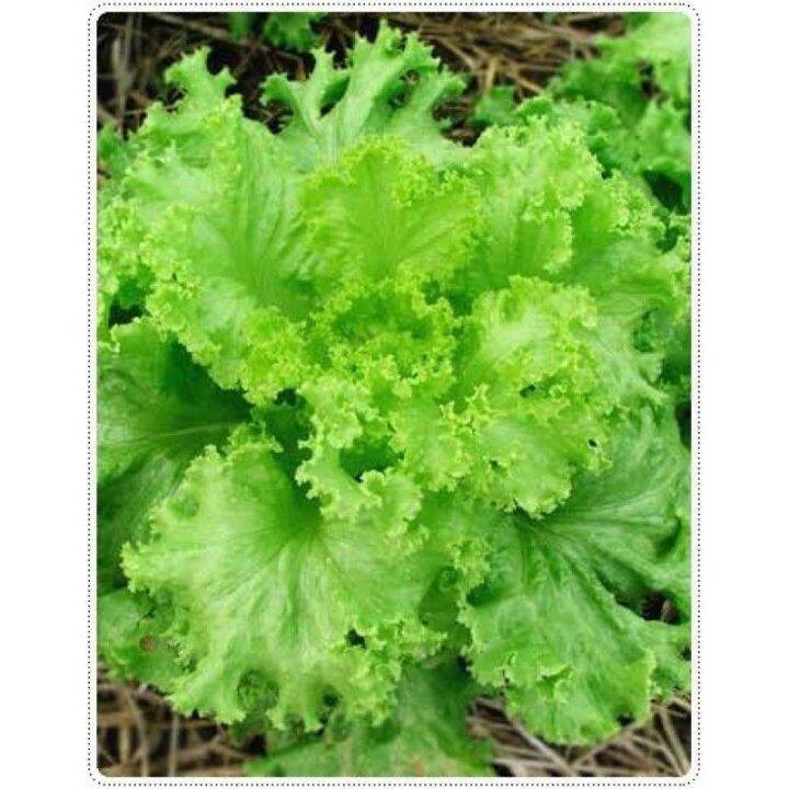 เมล็ด-ผักกาดหอม-lettuce-บรรจุ-500-เมล็ด-ผักสลัด