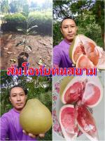 ส้มโอทับทิมสยาม ต้นพันธุ์เสียบยอดสูง 40-50 ซม.แข็งแรงพร้อมปลูก รับประกันพันธุ์แท้ 100%