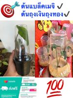 ?ไม้มงคลแปลกราคาถูก ✔️ต้นแบล็คเมจิ + ต้นถุงเงินถุงทอง ลดเหลือ 5️⃣5️⃣บาท เลี้ยงง่าย โตไว รากเดินดีแล้วจัดสีงทั่งกระถาง ??