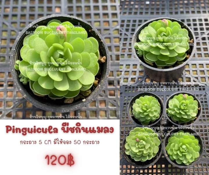 พืชกินแมลง-pinguicula-ไม้กินแมลง-ดอกสีขาวม่วง-succulent-echeveria-haworthia-cactus-lithop-ไม้อวบน้ำแคคตัสฮาโวเทียไลทอป