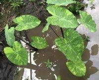 ไม้น้ำจัดสวน โชว์หน้าบ้านไม่เหมือนใคร? สวยๆลายด่างแปลกตา ?บอนเลม่อนไลม์ colocasia lemon lime ลดราคาเหลือ 4️⃣2️⃣ บาท จัดส่งทั้งกระถางรากเดินดี เลี้ยงได้ทั้งน้ำและดิน