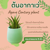 อากาเว่ Agave lophantha ไม้อวบน้ำ ไม้ทะเลทราย กระถาง 15 นิ้ว