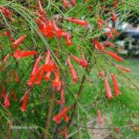 ต้นประทัดจีน Fountain Plant, Coral fountain, Coral plant, Coralblow, Firecracker plantไม้ประดับ ไม้ฟอกอากาศ