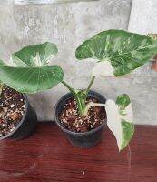 ลองรักดูไหม บอน Alocasia Okinawa Silver บอนโอกินาวา ด่างสวยๆ ฟอร์มสวย ใบล่าสุดมาอย่างแจ่ม อยู่ในกระถาง 8 นิ้ว รากเดินดี พร้อมตั้งแม่ได้เลย ทรงดี มีอนาคต #โอกินาว่า #Okinawasilver