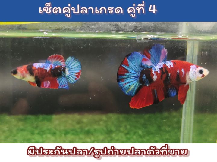 ปลากัดเซ็ตคู่เกรด-a-พ่อพันธ์แม่พันธ์ตัวโต-แข็งแรง-พร้อมรัด-ขนาด1-5-นิ้ว-ถ่ายจากปลาที่ขายดูปลาชัดๆในคลิป-เลือกคู่ปลาในรายการสินค้า