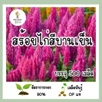 เมล็ดพันธุ์ สร้อยไก่สีบานเย็น 500เมล็ด เมล็ดพันธุ์ OPแท้ อัตราการงอกสูง?