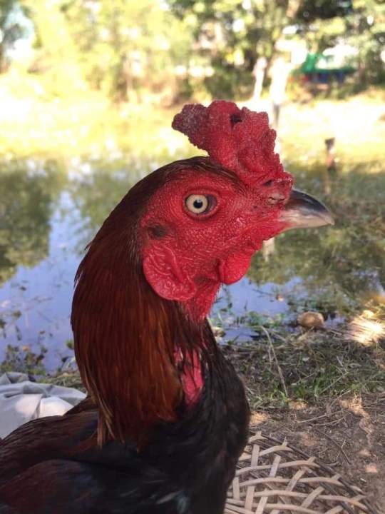 ไข่เชื้อไก่ชน-ไข่เชื้อไก่ชน-ชั้นหลานเเดงหล่อ-มหานคร-พม่าล่อยาวสลับสั้น-หาจังหวะ-ตีหู-ตีตา-ชุด1ฟอง