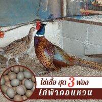 ไข่เชื้อไก่ฟ้าคอแหวน ชุด 3 ฟอง