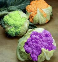 เมล็ดพันธุ์กะหล่ำดอกคละสี Mix Cauliflower Seed บรรจุ 100 เมล็ด นำเข้าจากต่างประเทศ ของแท้ คุณภาพดี ราคาถูก