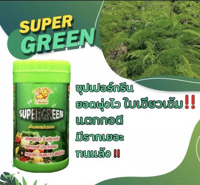 พลังเขียว(super green) 100 กรัม🏆🏆🏆🥇ยอดพุ่งไว ใบเขียวเข้มแตกกอดี เขียวภายใน 48 ชม.🤩🤩🤩