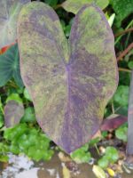 บอน แบล็คเมจิคด่าง (Colocasia Black magic Var.)