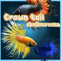 ปลากัด คราวเทล คละสีจำนวน 2ตัว (crowntail betta) พร้อมจัดส่งมีประกัน