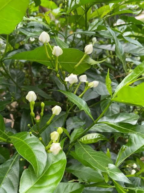 ต้นดอกพุดร้อยมาลัย-ดอกช่อสีขาว-มีกลิ่นหอม-ใช้สำหรับร้อยมาลัย-และทำพานบายศรี