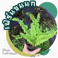 ??เฟิร์น ขนนก ?? ต้นสีเขียว ใบสวย ส่งพร้อมกระถางเป็นกอ ขนาดกระถาง 3 นิ้ว ??