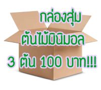 กล่องเสี่ยงดวง?ต้นไม้มินิมอล? (ต้นไม้ปลอม) 3ต้น 100 ตั้งโต๊ะทำงาน โต๊ะเรียน แต่งห้อง แต่งโต๊ะทำงาน แต่งบ้าน พร้อมส่งร้านไทย?? ทำเองหมด