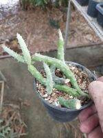 Senecio pendulus, Worm Plant