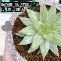 ?? Haworthia cymbiformis cv. Grey Ghost (ฮาโวเทีย เกรย์โกสต์) สีเทาขาวเขียว ผสมผสาน สวยมากๆเลยค่ะ ละมุน ??