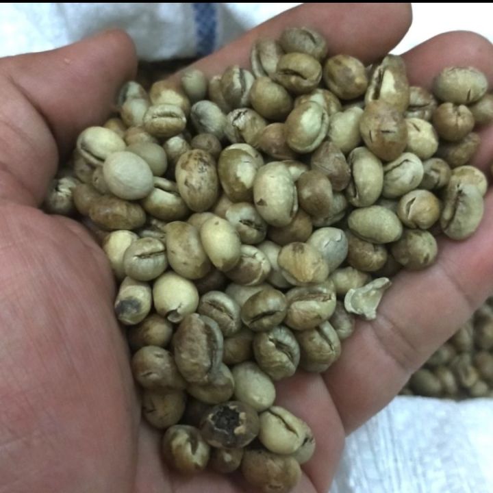 Green Bean Kopi Lanang Robusta Robusta Peaberry Green Bean Lazada