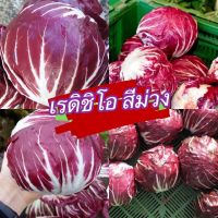 เมล็ดพันธุ์แท้ แรดิชิโอ - Radicchio Palla Rosa ตระกูลผักกาด คล้ายหัวกะหล่ำ ออกใบสีม่วงอมแดง700-800เมล็ด