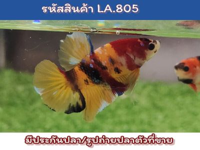 ปลากัดนีโม่ เพศผู้ ขนาด 1.4-1.5 นิ้ว