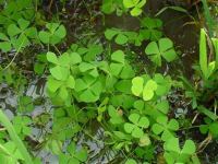 ต้นผักแว่น 35 ต้น 50 บาท Water clover หนูเต๊าะ Water fern ผักลิ้นปี่ Pepperwort

ผักแว่น Marsilea