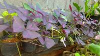 ต้นผีเสื้อราตรี ผีเสื้อราตรี หรือ ปีกผีเสื้อ Oxalis triangularis (กระถาง4นิ้ว)