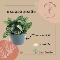 ต้นพรมออสเตรเลีย ไม้มงคล กระถาง 3นิ้ว