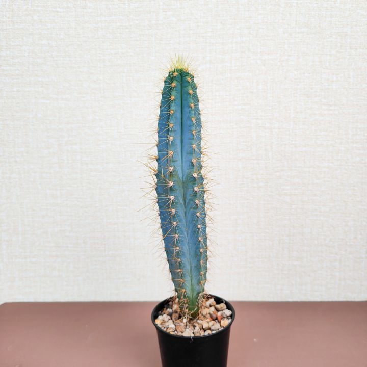 pilosocereus-azureus-cactus-ตอบลูหนามทอง