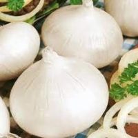 เมล็ดพันธุ์ หัวหอม สเปน สีขาว (White Sweet Spanish Onion Seed) บรรจุ 30 เมล็ด หัวใหญ่ เนื้อหวาน ทำอาหารอร่อย