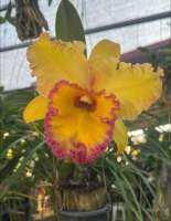 กล้วยไม้ cattleya samphran gold  ดอกใหญ่ กลิ่นหอม