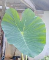 colocasia golden widow ตัดใบส่ง