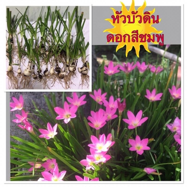 บัวดิน-ดอกสีชมพู-หัวละ-2-บาท