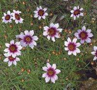 เมล็ดพันธุ์ดอกตาเสือ ไอซ์ ไวน์(Ice Wine Coreopsis Seed)บรรจุ 50 เมล็ด ของแท้ คุณภาพดี ราคาถูก นำเข้าจากต่างประเทศ