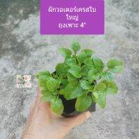 ต้นผักวอเตอร์เครส ใบใหญ่ Watercress ถุงเพาะ 4" มีสารอาหารมากมาย วิตะมินเอ ซี อี ธาตุเหล็ก สารต้านอนุมูลอิสระ