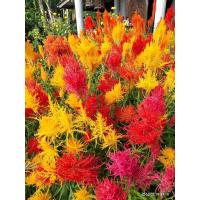 เมล็ดพันธุ์ ดอกสร้อยไก่ ปาโกด้า คละสี (Celosia Plumosa) บรรจุ 25 เมล็ดความสูงประมาณ 30-40 ซม.