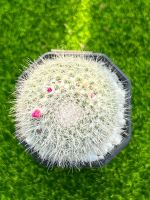 กระบองเพชรแม่เฒ่า (Old Lady Cactus) แมมแม่เฒ่า (Mammillaria hahniana) ในกระถาง 2 นิ้ว