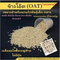 พร้อมส่ง!!ข้าวโอ๊ต(oat) อาหารนก อาหารเสริมสำหรับนก สะอาด ไร้ฝุ่น ใหม่(แบ่งขาย)