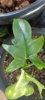 Philodendron Florida Beauty/ต้นฟิโลก้ามกุ้งลุ้นด่าง