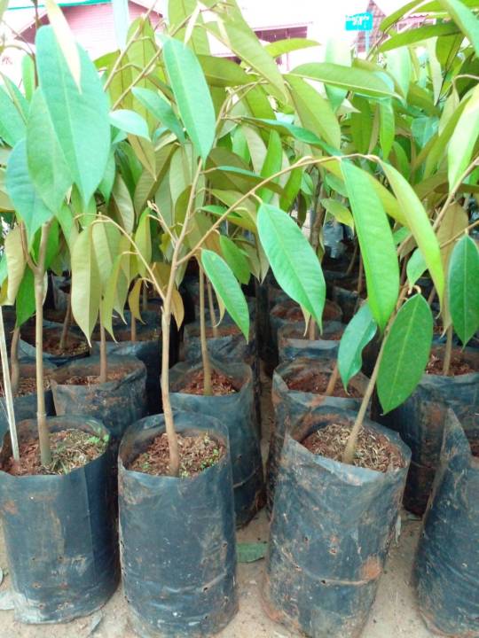 ต้นทุเรียนหมอนทองเสียบยอด-สูง60-80cm-ต้นพันธุ์แบบเสียบยอดจะให้ผลไวโดยมีผลผลิตใน4-ปี-ต้นพันธุ์อายุ-1-2-ปี